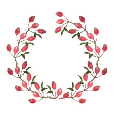 Beyaz üzerine izole edilmiş gül kalça çelengi suluboya çizimi. Vahşi, yenilebilir orman bitkisiyle el çizimi yüksek kalite sanat. Orman çocukları için basit düz stil tasarımlar, durağanlık, etiket, yiyecek paketleri..