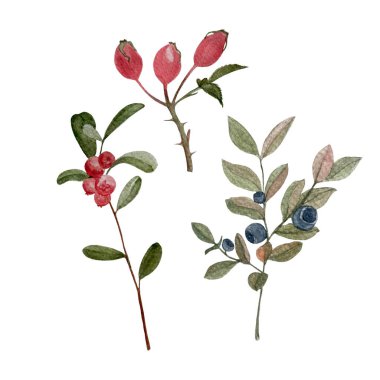 Lingonberry rose-hip blueberry sprig watercolor set isolated on white. Hand drawn high quality art with wild edible forest plants in flat style for woodland kids designs, cards, label food packages. clipart