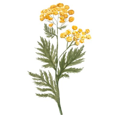 Tansy yabani otları beyazın üzerinde yalıtılmış. Suluboya elle boyanmış. Sarı çiçekler, ekolojik tasarım. Clipart Kartlar, paketler, temel yağ şişeleri, yağ aşılama, bitkisel tasarım için yüksek kaliteli illüstrasyon