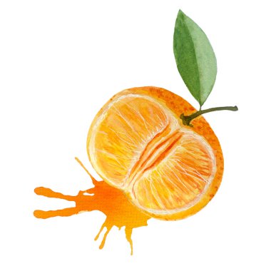 Turuncu mandalina ve renk, beyaz arka planda izole edilmiş suluboya kompozisyonu besin tasarımı için elle çizilmiş. Paketler, restoran ve kafe menüsü, doğal organik gıda, etiket, logo ve dekor