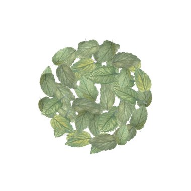 Limon merhemi yaprakları suluboya resimlerini beyaza izole eder. Yüksek kalite çizim. El boyaması yabani otlar kartlar, paketler, çay, yağ karışımları, bitkisel ilaç tarifleri, kılavuz tasarımı için harika..