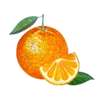 Yeşil yapraklı ve suluboya kompozisyonu beyaza izole edilmiş turuncu meyve. Gıda tasarımı, paketler, menü, doğal organik gıda, etiket, logo ve dekor için yüksek kaliteli el yapımı sanat eserleri.