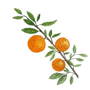 Beyaz arka planda, yaprakları suluboya resimli turuncu meyve dalı. Gıda tasarımı, ambalajlar, restoran menüsü, doğal organik gıda, etiket, logo ve dekor için yüksek kaliteli el çizimi sanatı