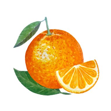 Yeşil yapraklı ve suluboya kompozisyonu beyaza izole edilmiş turuncu meyve. Gıda tasarımı, paketler, menü, doğal organik gıda, etiket, logo ve dekor için yüksek kaliteli el yapımı sanat eserleri.