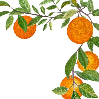 Yaprakları suluboya çerçeveli turuncu meyve dalı beyaz arka planda izole edilmiş. Gıda tasarımı, paketler, restoran menüsü, kartlar, doğal organik gıda, etiket, logo ve dekor için yüksek kaliteli el çizimi sanatı