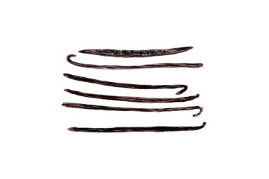 Beyaz arka planda suluboya ile izole edilmiş vanilyalı fasulye çizimi. Yemek tasarımı için yüksek kaliteli el yapımı sanat eserleri. Baharat kutusu, restoran ve kafe menüsü, doğal organik gıda reklamları, etiketler, tarifler..