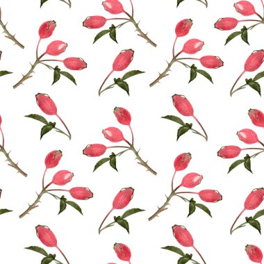 Beyaz üzerine izole edilmiş gül-kalça dalları dikişsiz suluboya deseni. Tekstil, ambalaj kağıdı, duvar kağıdı ve yiyecek paketleri için basit düz stil vahşi yenilebilir orman bitkileriyle el yapımı yüksek kaliteli sanat eserleri..
