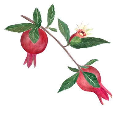 Olgun nar ve sulu yeşil yapraklarla süslenmiş bir dal. Bu el boyaması sanat eseri doğanın özünü yakalar. Botanik baskılar, dekorlar ve mutfak temaları için idealdir..