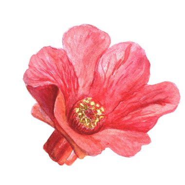 Beyaz üzerine izole edilmiş parlak kırmızı bir nar çiçeği suluboya çizimi. Bu el yapımı sanat eseri doğanın narin güzelliğini yakalar. Botanik baskılar, kartlar, tekstil ve dekor için idealdir..