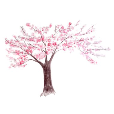 Pembe kiraz çiçekli ağaç suluboya çizimi beyaza izole edilmiş. Yüksek kalitede elle boyanmış mevsimsel doğa tasarımı elementi. Kartlar, düğün tasarımı, güzellik salonları, seyahat reklamları için harika..