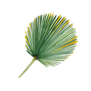 Palm leaf green and gold hand painted watercolor illustration isolated on white. High quality image perfect for cards, posters, stickers, Christmas decoration design. Exotic plants clip art. clipart