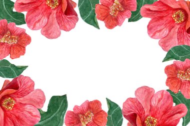 Parlak kırmızı nar çiçekleri ve yeşil yapraklar suluboya oval çerçeve beyaza izole edilmiş. El yapımı sanat eserleri botanik baskılar, kartlar, afişler, yemek ve güzellik ürünleri paketleri için mükemmeldir..