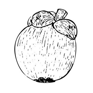 Mangosteen mürekkep grafik vektör çizimi beyaz arkaplanda izole edildi. Gıda tasarımı, paketler, restoran menüsü, meyve reklamları, etiket, logo ve dekor için yüksek kaliteli el yazısı.