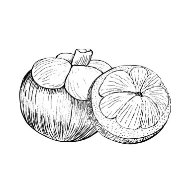 Beyaz arka planda izole edilmiş vektör bileşiminin içinde dilimler olan tam ve açık bir mangosteen. Gıda tasarımı, paketler, restoran menüsü, meyve reklamları, etiket, logo dekoru için yüksek kaliteli siyah beyaz sanat.