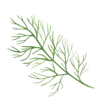 Dill yaprakları suluboya çizimleri beyaza izole edilmiş. Yüksek kalite çizim. Baharat paketleri, bitkisel çay, yağ aşılama, yemek tarifi kitapları, kartlar, dekorasyon ve tasarım için harika bir bitki..