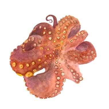 Kızarmış ahtapot suluboya çizimi beyaza izole edilmiş. Yemek kitapları, blog yazıları, tarif malzemeleri, posterler, kartlar, mutfak dekorasyonu ve tasarım için yüksek kaliteli el yapımı deniz klipsi sanatı..