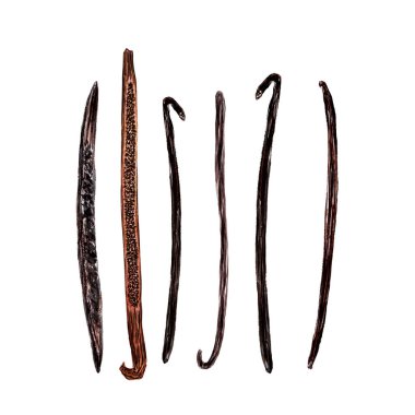 Beyaz arka planda suluboya ile izole edilmiş vanilyalı fasulye çizimi. Baharat kutusu, kafe menüsü, gıda ambalajı, tarifler, etiket ve logo dekorasyonu için yüksek kaliteli el yapımı elementler.