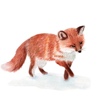 Fox suluboya çizimi beyaz arka planda izole edilmiş. Kartlar, posterler, kitaplar, ev dekorları ve çocuk ürünleri için bir tasarım unsuru olan kış kompozisyonları için mükemmel el yapımı klip sanatı.