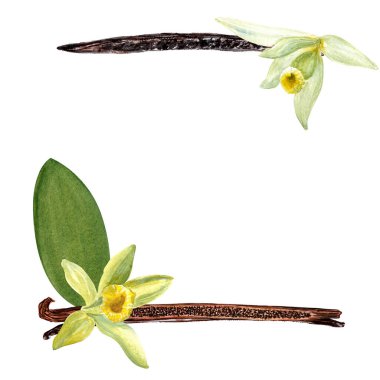 Çiçekli vanilyalı fasulyeler beyaz arka planda izole edilmiş sulu boya çerçeveli. Baharat kutusu, kafe menüsü, kartlar, ambalaj, etiket ve logo dekoru için yüksek kaliteli el yapımı tasarım ögesi.