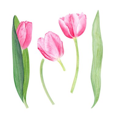 Lale yaprakları, çiçekler ve suluboya resimleme seti beyaza izole edilmiş. El boyası pembe çiçekler. Yüksek kaliteli klip sanatı anneler günü için mükemmel, kadınlar günü kartları, posterler, parfüm, ambalaj