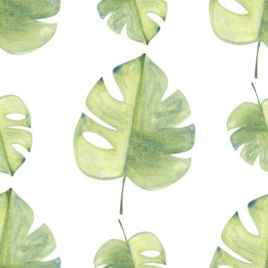 Beyaz arka planda izole edilmiş, dikişsiz canavar bitkisi yaprağı suluboya deseni. Kartlar, posterler, paketler, afişler, durağanlar, etiketler ve logo dekoru için yüksek kaliteli el yapımı tasarım ögesi.