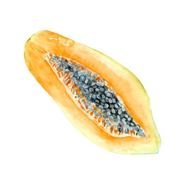 Açık papaya suluboya, beyaza izole edilmiş desenli bir resim. Elle boyanmış tropikal meyve tokası sanatı mutfak tasarımları, etiketler, baskılar, kartlar, paketler, menü, ev dekorasyonu için mükemmeldir..