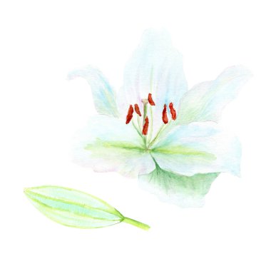 Beyaz zambak çiçeği ve beyaz üzerine izole edilmiş bir tomurcuk suluboya çizimi. Kartlar, çıkartmalar, Paskalya, Kutsal Perşembe, vaftiz töreni kilise dekorasyonu için mükemmel bir klip sanatı..