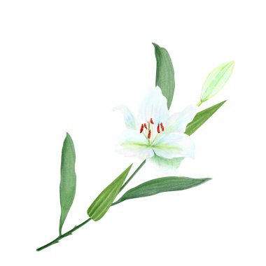 Beyaz zambak çiçeği ve beyaz üzerine izole edilmiş bir suluboya çizimi. Kartlar, posterler, çıkartmalar, Paskalya, Hamursuz Bayramı, kutsal Perşembe, vaftiz töreni için mükemmel bir klip sanatı..