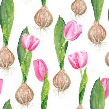 Pembe lale soğanı çiçekleri ve beyaza izole edilmiş dikişsiz bir suluboya deseni. Elle boyanmış çiçek. Yüksek kaliteli klip sanatı anneler günü için mükemmel, kadınlar günü kartları, posterler, tohum paketleri, dekor
