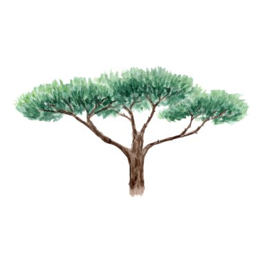 Beyaz çam ağacı. Manzara, bahçe teması, kartlar, duvar kâğıdı, posterler, eko malzemeler, kartlar, çantalar için tasarım unsuru olarak el boyası yüksek kaliteli suluboya çizimi mükemmel. 