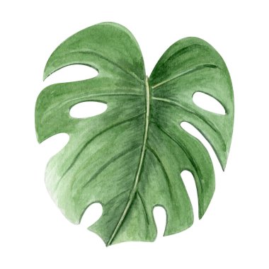Monstera yaprağı suluboya çizimi beyaza izole edilmiş. Kartlar, posterler, paketler, dekorlar, sabit, etiket ve logo tasarımı için yüksek kaliteli el yapımı tasarım öğesi. İsviçre peynir bitkisi