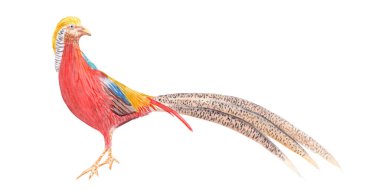 Altın sülün suluboya çizimi beyaza izole edilmiş. Kartlar, posterler, çıkartmalar, kitap tasarımı ve dekorasyon için çok kaliteli bir el çizimi taslak stili. Egzotik tropikal canlı Çin kuşu.