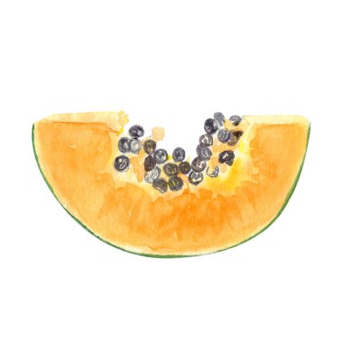 Beyaz üzerine izole edilmiş suluboya desenli tohumlu taze bir papaya dilimi. Elle boyanmış tropikal meyve tokası sanatı mutfak tasarımları, etiketler, baskılar, kartlar, paketler ve menü için mükemmeldir..