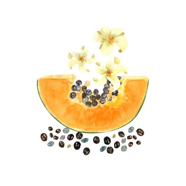 Çekirdekli ve çiçekli papaya dilimi sulu boya desenli, beyaza izole edilmiş. Elle boyanmış tropik meyve tokası sanatı mutfak tasarımları, etiketler, baskılar, kartlar, paketler menüsü için mükemmeldir..