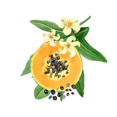Tohumları, yaprakları ve çiçekleri olan papaya dilimi beyaza izole edilmiş suluboya çizimi. Elle boyanmış tropik meyve tokası sanatı mutfak tasarımları, etiketler, baskılar, kartlar, paketler menüsü için mükemmeldir..