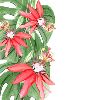 Kırmızı passiflora suluboya dikey kartı beyaza izole edilmiş. Elle çizilmiş yağmur ormanları doğa tırmanışı, eskiz tarzı. Kartlar, tekstil, botanik baskılar, poster tasarımları için mükemmel egzotik tropikal bitki.