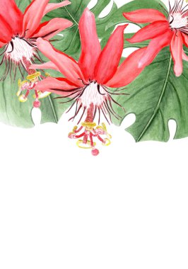 Kırmızı passiflora suluboya dikey kartı beyaza izole edilmiş. Elle çizilmiş yağmur ormanları doğa tırmanışı, eskiz tarzı. Kartlar, tekstil, botanik baskılar, poster tasarımları için mükemmel egzotik tropikal bitki.