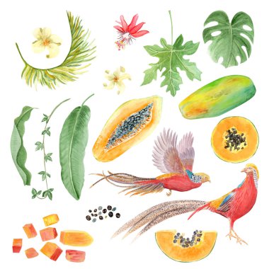 Altın sülün, papaya dilimi, tohumlar, bütün çiçekler, liana, palmiye yaprağı, beyaz üzerine izole edilmiş canavar suluboya seti. Elle çizilmiş tropik klipleri mutfak tasarımları, kartlar, paketler için mükemmeldir.