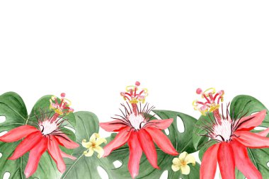 Kırmızı passiflora suluboya beyaz üzerine izole edilmiş yatay pankart. Elle çizilmiş yağmur ormanları doğa tırmanışı, eskiz tarzı. Kartlar, tekstil, botanik baskılar, posterler için mükemmel egzotik tropikal bitki