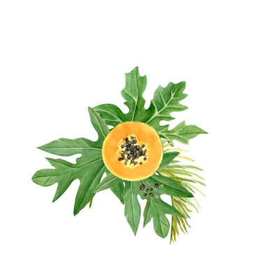 Tohumlu ve yapraklı Papaya dilimi beyaza izole edilmiş suluboya çizimi. Elle boyanmış tropik meyve tokası sanatı mutfak tasarımları, etiketler, baskılar, kartlar, paketler ve menü için mükemmeldir. Parlak.