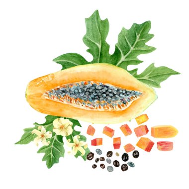Papaya dilimi, küp, tohum, yaprak ve çiçek suluboya beyazı izole edilmiş. Elle boyanmış tropik meyve tokası sanatı mutfak tasarımları, etiketler, baskılar, kartlar, paketler menüsü için mükemmeldir..
