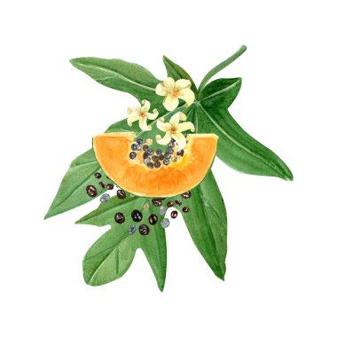 Tohumları, yaprakları ve çiçekleri olan papaya dilimi beyaza izole edilmiş suluboya çizimi. Elle boyanmış tropik meyve tokası sanatı mutfak tasarımları, etiketler, baskılar, kartlar, paketler menüsü için mükemmeldir..