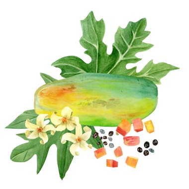 Papaya meyvesi bütün, küp, tohum, yaprak ve çiçek suluboya beyazı izole edilmiş. El boyası tropikal bitki klipsleri mutfak tasarımları, etiketler, baskılar, kartlar, paketler için mükemmeldir.