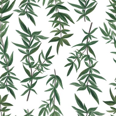 Uzun yapraklı, dikişsiz yeşil dallar. Yüksek kaliteli el boyası suluboya çizimler kağıt, tekstil, botanik tasarımlar, baskılar ve dekorasyon için mükemmeldir..