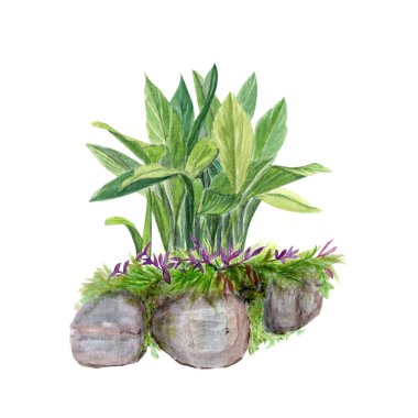  Aspidistra, kaya oluşumundaki yeşil bitki suluboya beyazı izole etmiş. Manzaralar, kartlar, posterler, bahçe dekorları, blog gönderileri için tasarım unsuru olarak el çizimi sanatı mükemmeldir.