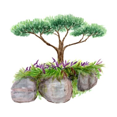 Beyaz üzerine izole edilmiş bir kaya formasyonundaki çam ağacı. Manzaralar, bahçe teması, kartlar, duvar kağıtları, posterler, eko malzemeler, çantalar için tasarım unsuru olarak el boyası suluboya çizimi mükemmel.