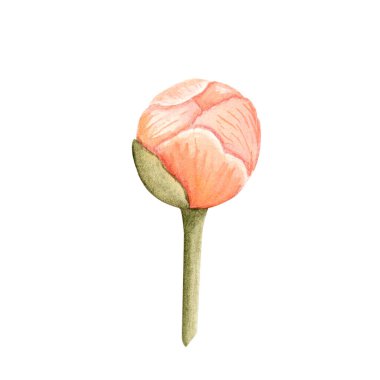 Mercan tılsımlı şakayık tomurcuk suluboya çizimi beyaza izole edilmiş. El yapımı botanik elementler. Düğün tasarımı, ambalaj, markalaşma ve kartlar için mükemmel. Yumuşak allık, zeytin yeşili tozlu