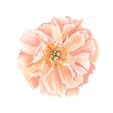 Yumuşak şeftali renginde şakayık çiçekli baş suluboya illüstrasyon. Yüksek detaylarla elle boyanmış, düğün davetiyeleri için mükemmel, kadınsı markalaşma, ambalaj, kumaş tasarımı ve kartlar. Mercan cazibesi rengi
