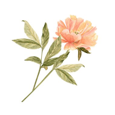 Yumuşak şeftali renginde kökü olan narin şakayık çiçeği suluboya çizimi. Yüksek detaylarla elle boyanmış, düğün davetiyeleri için mükemmel markalaşma, paketleme, kumaş tasarım kartları. Mercan cazibesi rengi