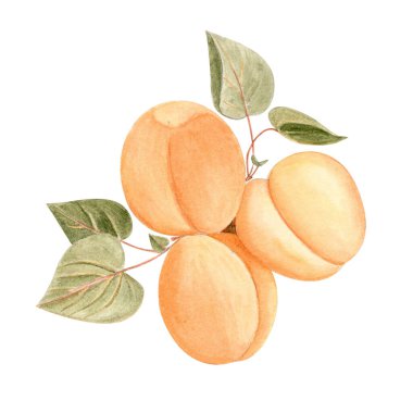 Yeşil yapraklı bir daldaki kayısılar beyaza izole edilmiş, eski tarz suluboya resimlerdir. Geçmişe dönük ambalajlar, organik kozmetik etiketler, eko markalar, yaz temalı ürünler için mükemmel.